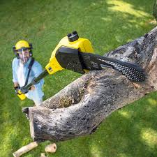 Best Arborist Consultation Services  in Zuni Pueblo, NM