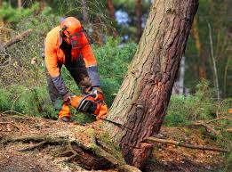 Best Tree Disease Treatment  in Zuni Pueblo, NM