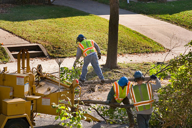 Best Hazardous Tree Removal  in Zuni Pueblo, NM