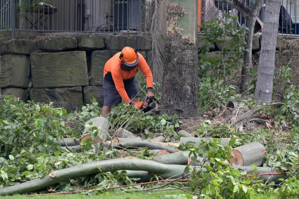 Best Commercial Tree Services  in Zuni Pueblo, NM
