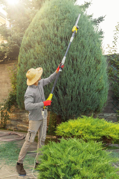Best Lawn Maintenance Plans  in Zuni Pueblo, NM